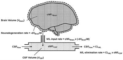 NfL concentration in CSF is a quantitative marker of the rate of neurodegeneration in aging and Huntington's disease: a semi-mechanistic model-based analysis